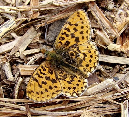 pearl-bordered fritillary